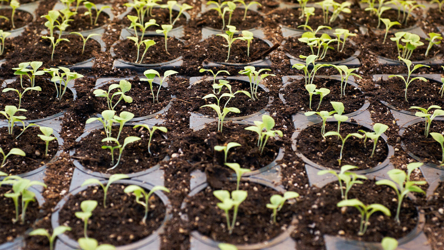 Hydroponic Seeds