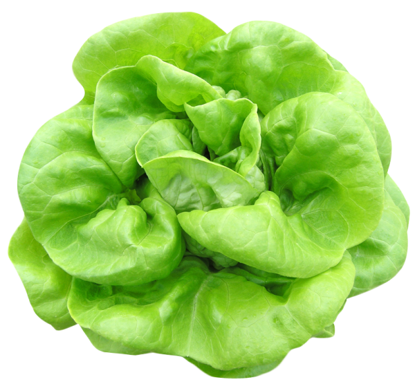 Butter Head Lettuce ExoGreens